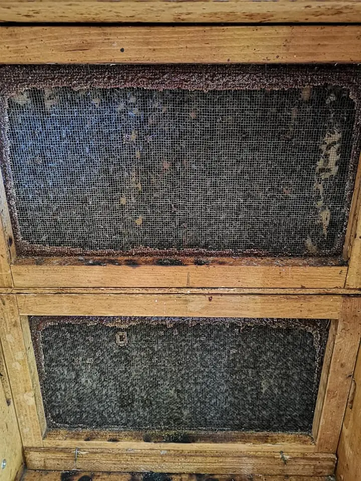 Utrinki iz čebelnjaka 19